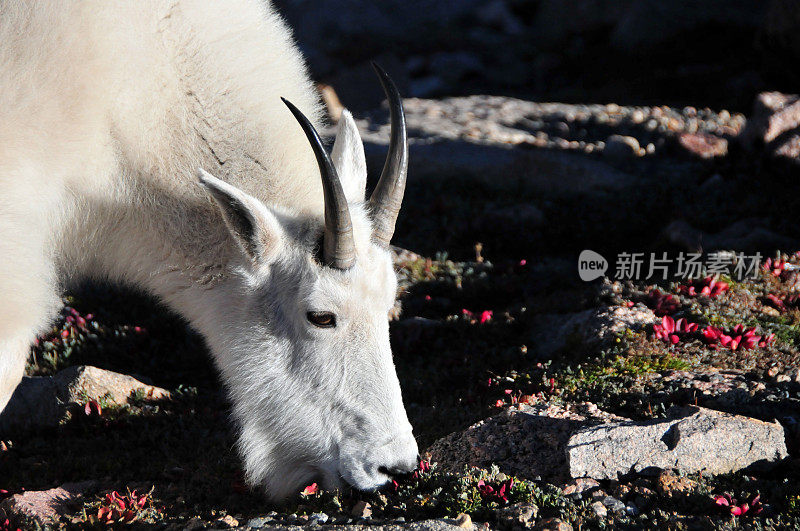 美国科罗拉多州埃文斯山的山羊(Oreamnos americanus)——近距离放牧